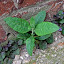 The last remaining bastard offspring of the late lamented Buddleja