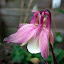 Pink and white Columbine
