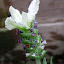 White French Lavender