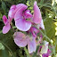 fragrant sweet pea