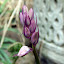 Pink Bluebells