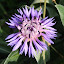 Mountain Cornflower