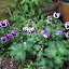 Happibun's Littlest's scrabbling patch  garden