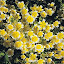 poached egg plant