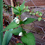 White nettle