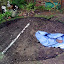 The forlorn lawn is gorn (well mostly)
