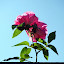 Climbing Rose 'Zephirine Drouhin'
