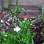 Trailing Lobelia