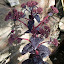 Almost black sedum