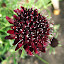 Unusual dark maroon Scabious
