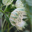 White masterwort