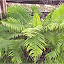 Ostrich Fern