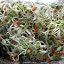 Tasty and healthy combinations for the sprouter