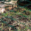 Forlorn lawn
