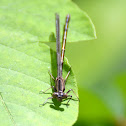 damselfly