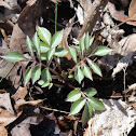 American Elderberry