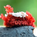 Shag-carpet caterpillar