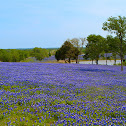 Texas Bluebonnets