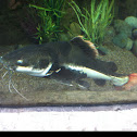 Redtail catfish