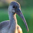 Juvenile Ibis