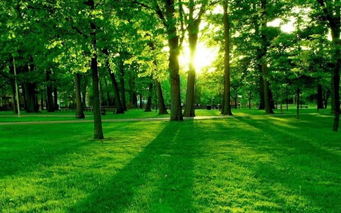 How to download Green Forest 1.2 unlimited apk for laptop