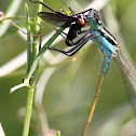 Rambur's Forktail