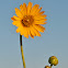Prairie-Dock