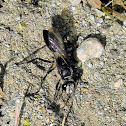 black digger wasp