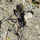 black digger wasp