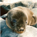 Galapagos sea lion