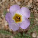 Fremont's Phacelia