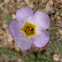 Fremont's Phacelia