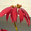 Poinsettia