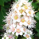 Northern meadowsweet