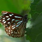 Dark Blue Tiger