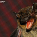 Pipistrelle bat