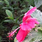 Hibiscus