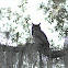 Great Horned Owl
