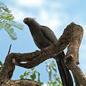 Grey Lourie
