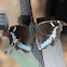 Blue Admiral