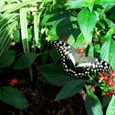 butterfly