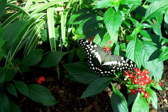Spotting Image 1