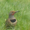 Northen Flicker
