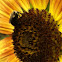 Velvet Queen Sunflower