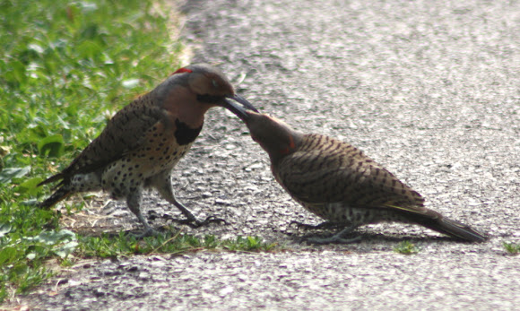 Spotting Image 1