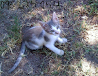 Se Ofrecen Gatitos