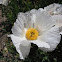 Matillija Poppy