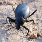 Pinacate beetle