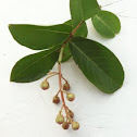 Crepe Myrtle