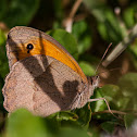 Meadow Brown